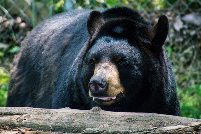 American Black Bear